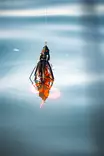 Savage Gear Mutant Rat 24cm 68g - Geddeshads over 100 g - 11920261018 - 7