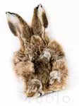 Veniard Hares Mask - Kropshår - 053526085888 - 1