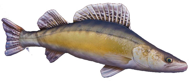 Gaby Kuha Pehmokala - Blød fisk - 5905279175068 - 1