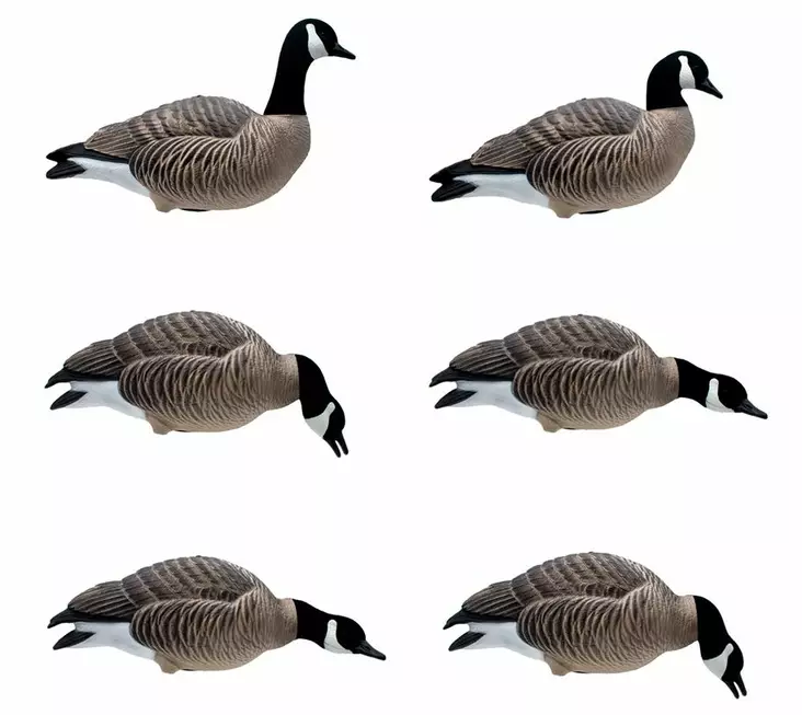 Final Approach Last Pass Lesser Canada Goose Full Body 6pcs - Lokkende billeder / -diagram - 728614284288 - 1