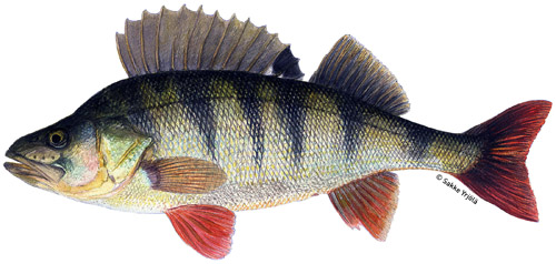 Sakke Yrjölä 50x23cm -juliste Ahven - Tryksager - 6430048500318 - 1