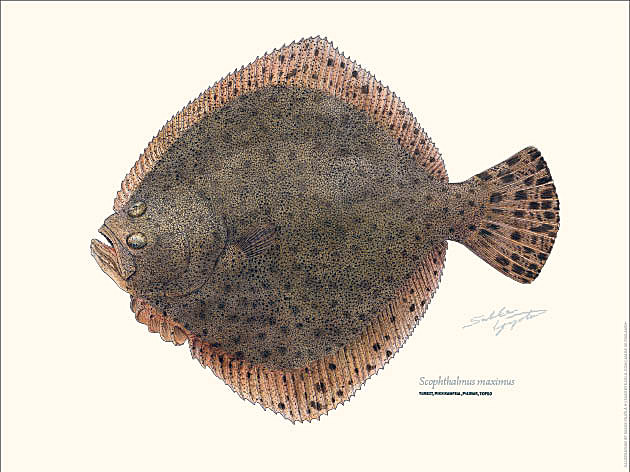 Sakke Yrjölä Juliste 30x40cm Piikkikampe - Tryksager - 6430048501148 - 1