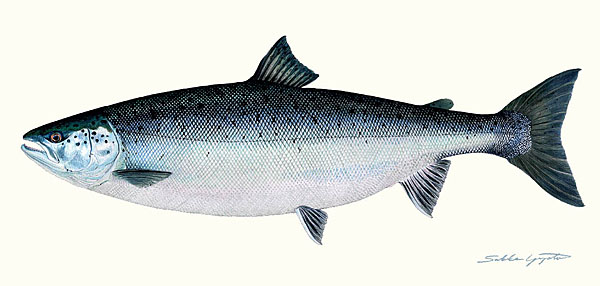 Sakke Yrjölä Juliste 50x23cm Lohi - Tryksager - 6430048501308 - 1