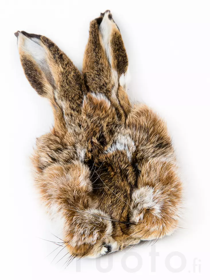 Veniard Hares Mask - Kropshår - 053526085888 - 1