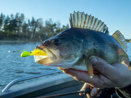 MA RigiXS Fl.Chartreuse 3pcs - Jighoveder - 6430070672359 - 2