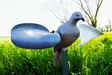 MOJO Wind Dove - Lokkende billeder / -diagram - 816740002019 - 1