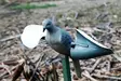 MOJO Wind Dove - Lokkende billeder / -diagram - 816740002019 - 2