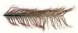 Veniard Cock Pheasant Knotted Tail - Øvrige fjer - 40450300039 - 1