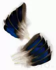 Mallard Duck Wing Quills - Klassiske fjer - 5056304601936 - 1