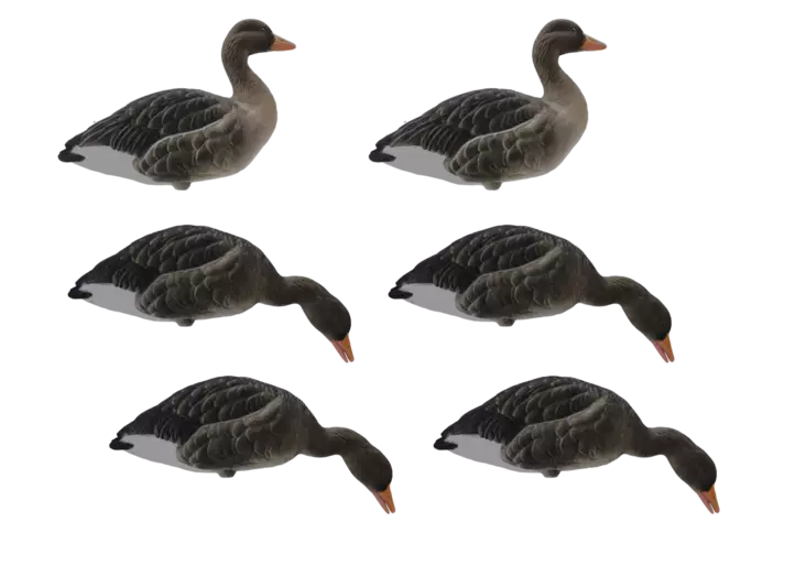 Final Approach Fullbody Flocked Greylag 6pcs - Lokkende billeder / -diagram - 728614298629 - 1