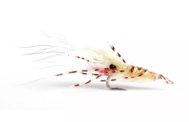 Leoshrimp Tan - Kræftrækjer - 7033840130319 - 1