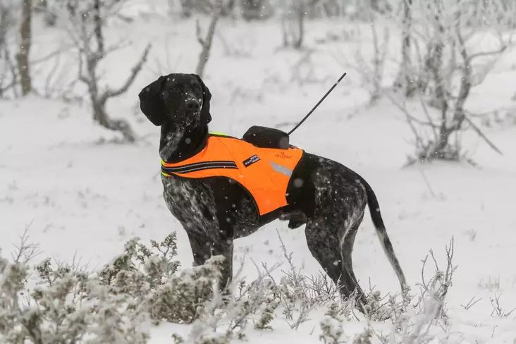 Tracker Kardog Raipe - Hundjakker og -veste - A2900039 - 1