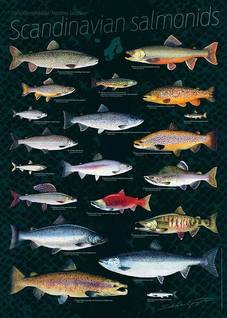 Sakke Yrjölä Juliste Pohjolan lohikaloja - Tryksager - 6430048500158 - 2