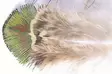 Peacock Gold Body Hackle - Øvrige fjer - PEAG - 1