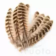 Hen Pheasant Wing Quills - Øvrige fjer - 5056304604593 - 3