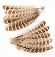 Hen Pheasant Wing Quills - Øvrige fjer - 5056304604593 - 1