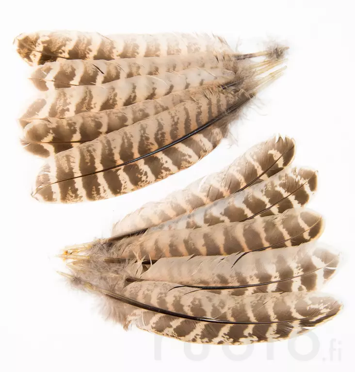 Hen Pheasant Wing Quills - Øvrige fjer - 5056304604593 - 1